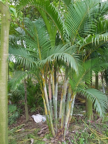 Cây công trình - Cây Xanh Minh Khang  - Công Ty TNHH Thương Mại Cây Xanh Minh Khang