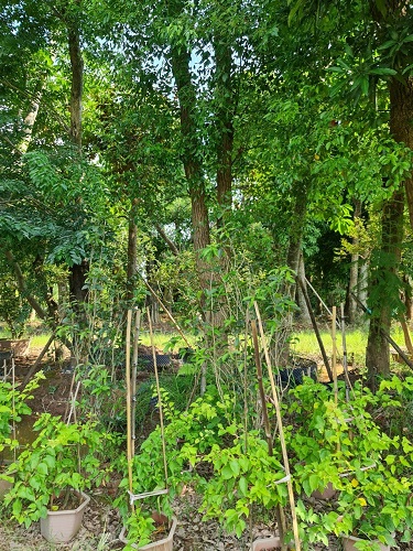 Cây công trình - Cây Xanh Minh Khang  - Công Ty TNHH Thương Mại Cây Xanh Minh Khang