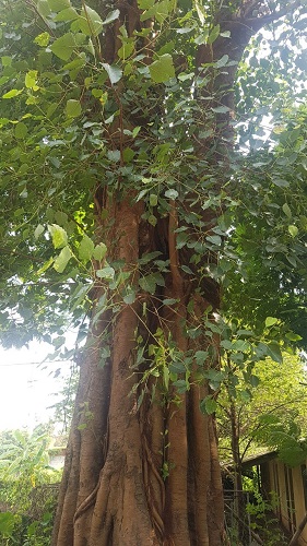 Cây công trình - Cây Xanh Minh Khang  - Công Ty TNHH Thương Mại Cây Xanh Minh Khang