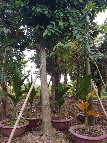 Cây công trình - Cây Xanh Minh Khang  - Công Ty TNHH Thương Mại Cây Xanh Minh Khang