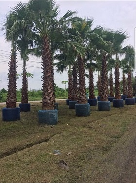 Cây công trình - Cây Xanh Minh Khang  - Công Ty TNHH Thương Mại Cây Xanh Minh Khang