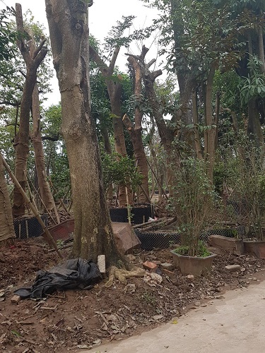 Cây công trình - Cây Xanh Minh Khang  - Công Ty TNHH Thương Mại Cây Xanh Minh Khang