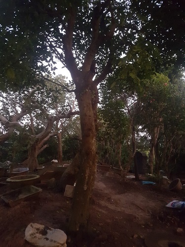 Cây công trình - Cây Xanh Minh Khang  - Công Ty TNHH Thương Mại Cây Xanh Minh Khang