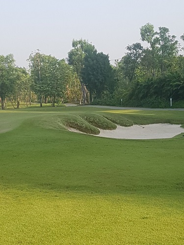 Cây công trình - Cây Xanh Minh Khang  - Công Ty TNHH Thương Mại Cây Xanh Minh Khang