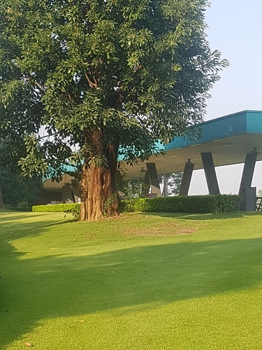 Cây công trình - Cây Xanh Minh Khang  - Công Ty TNHH Thương Mại Cây Xanh Minh Khang