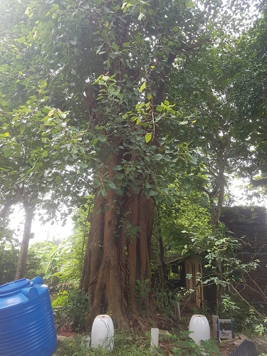 Cây công trình - Cây Xanh Minh Khang  - Công Ty TNHH Thương Mại Cây Xanh Minh Khang