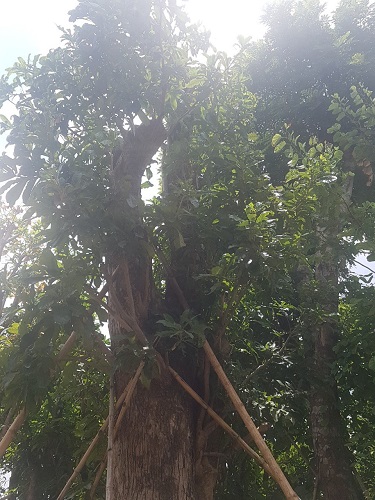 Cây công trình - Cây Xanh Minh Khang  - Công Ty TNHH Thương Mại Cây Xanh Minh Khang