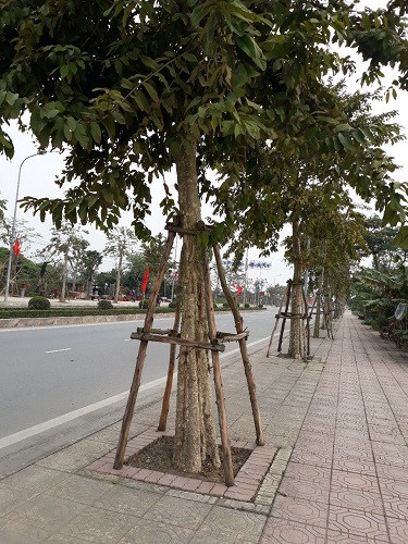 Cây công trình - Cây Xanh Minh Khang  - Công Ty TNHH Thương Mại Cây Xanh Minh Khang