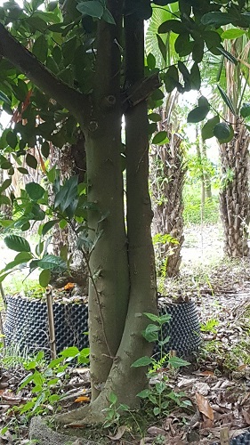 Cây công trình - Cây Xanh Minh Khang  - Công Ty TNHH Thương Mại Cây Xanh Minh Khang