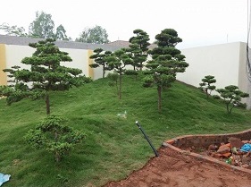 Cây công trình - Cây Xanh Minh Khang  - Công Ty TNHH Thương Mại Cây Xanh Minh Khang