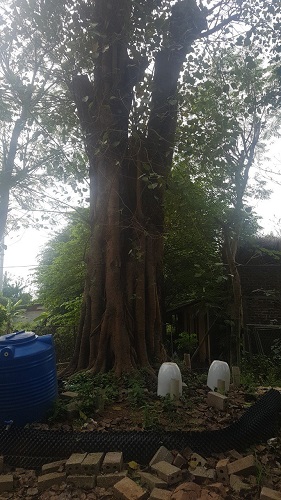 Cây công trình - Cây Xanh Minh Khang  - Công Ty TNHH Thương Mại Cây Xanh Minh Khang