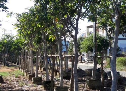 Cây công trình - Cây Xanh Minh Khang  - Công Ty TNHH Thương Mại Cây Xanh Minh Khang