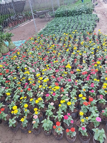 Thảm hoa - Cây Xanh Minh Khang  - Công Ty TNHH Thương Mại Cây Xanh Minh Khang