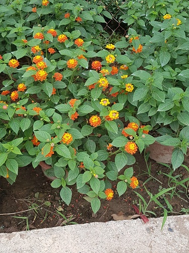 Thảm hoa - Cây Xanh Minh Khang  - Công Ty TNHH Thương Mại Cây Xanh Minh Khang