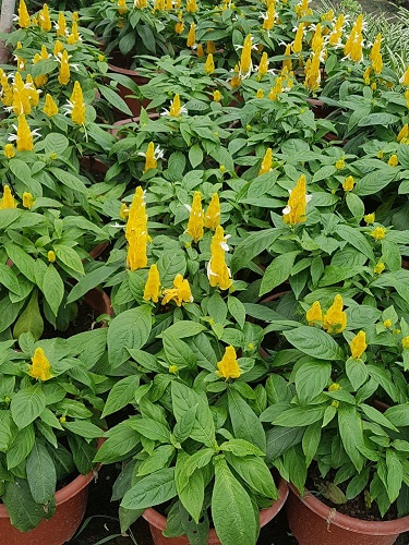 Thảm hoa - Cây Xanh Minh Khang  - Công Ty TNHH Thương Mại Cây Xanh Minh Khang