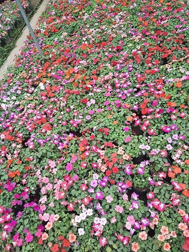 Thảm hoa - Cây Xanh Minh Khang  - Công Ty TNHH Thương Mại Cây Xanh Minh Khang