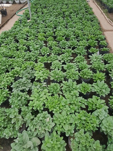 Thảm hoa - Cây Xanh Minh Khang  - Công Ty TNHH Thương Mại Cây Xanh Minh Khang