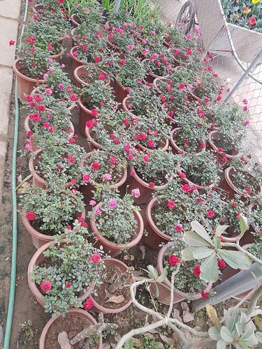 Thảm hoa - Cây Xanh Minh Khang  - Công Ty TNHH Thương Mại Cây Xanh Minh Khang