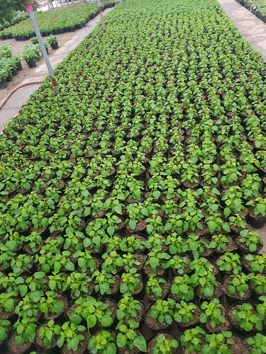 Thảm hoa - Cây Xanh Minh Khang  - Công Ty TNHH Thương Mại Cây Xanh Minh Khang