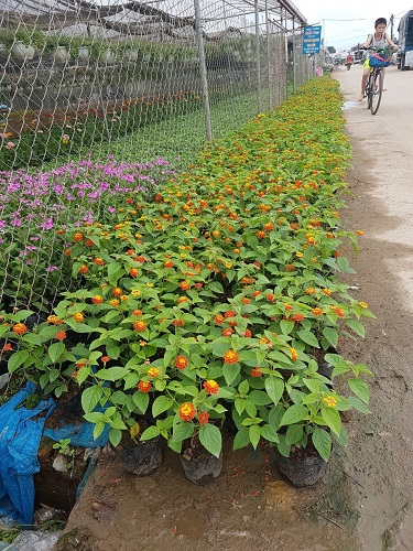 Thảm hoa - Cây Xanh Minh Khang  - Công Ty TNHH Thương Mại Cây Xanh Minh Khang