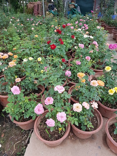 Thảm hoa - Cây Xanh Minh Khang  - Công Ty TNHH Thương Mại Cây Xanh Minh Khang