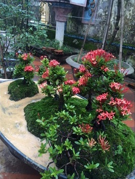 Thảm hoa - Cây Xanh Minh Khang  - Công Ty TNHH Thương Mại Cây Xanh Minh Khang