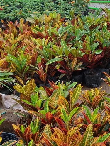 Thảm hoa - Cây Xanh Minh Khang  - Công Ty TNHH Thương Mại Cây Xanh Minh Khang