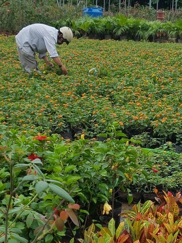 Thảm hoa - Cây Xanh Minh Khang  - Công Ty TNHH Thương Mại Cây Xanh Minh Khang