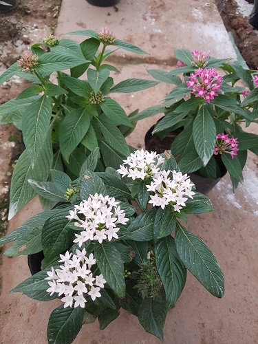 Thảm hoa - Cây Xanh Minh Khang  - Công Ty TNHH Thương Mại Cây Xanh Minh Khang