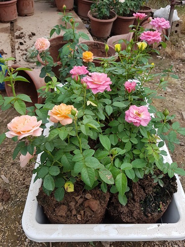 Thảm hoa - Cây Xanh Minh Khang  - Công Ty TNHH Thương Mại Cây Xanh Minh Khang