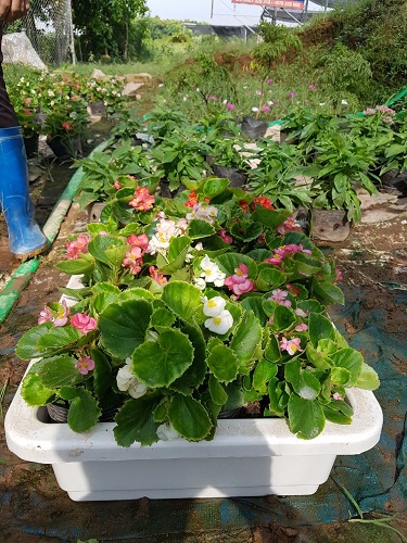 Thảm hoa - Cây Xanh Minh Khang  - Công Ty TNHH Thương Mại Cây Xanh Minh Khang