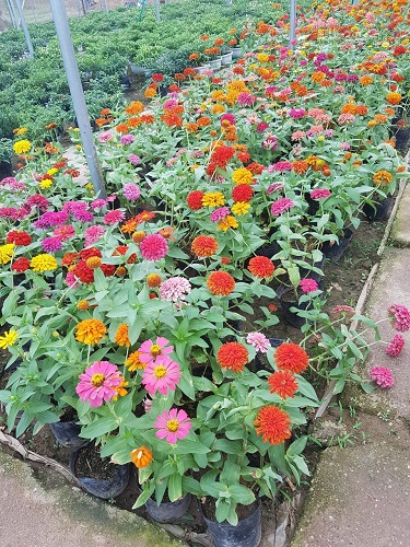 Thảm hoa - Cây Xanh Minh Khang  - Công Ty TNHH Thương Mại Cây Xanh Minh Khang