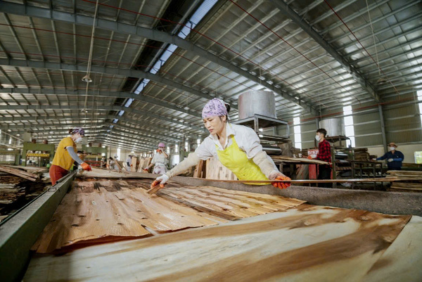 Hình ảnh thực tế Đạt Việt Plywood