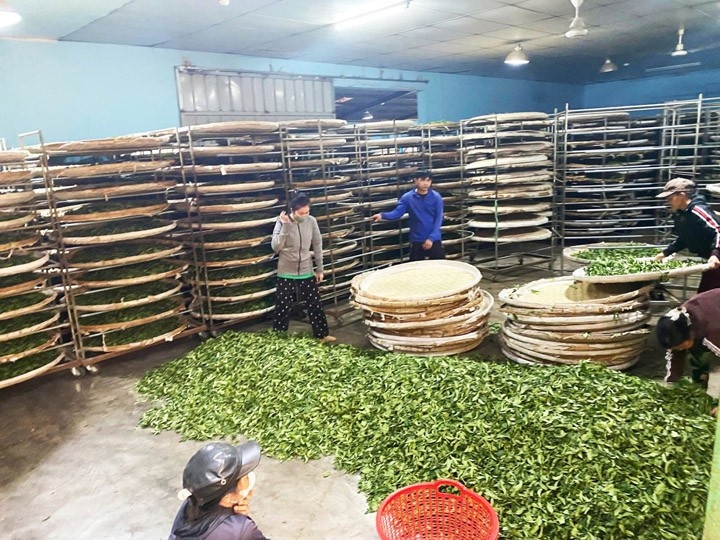 Trà ô long - Công Ty TNHH XNK & Chế Biến Nông Sản Mộc Phương