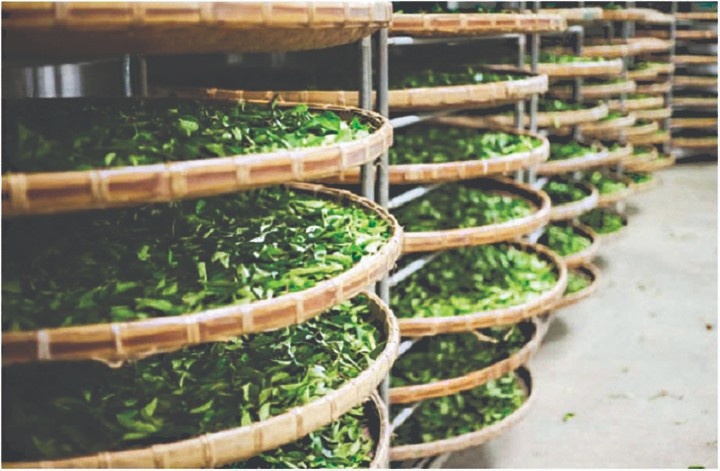 Trà ô long - Công Ty TNHH XNK & Chế Biến Nông Sản Mộc Phương