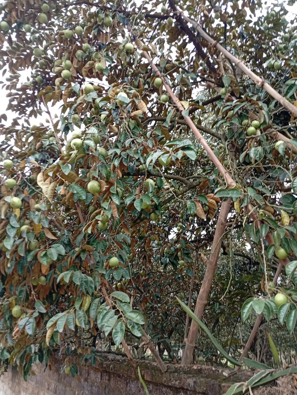 Vườn trồng - Hợp Tác Xã Sản Xuất Tiêu Thụ Sản Phẩm Vú Sữa Hợp Đức