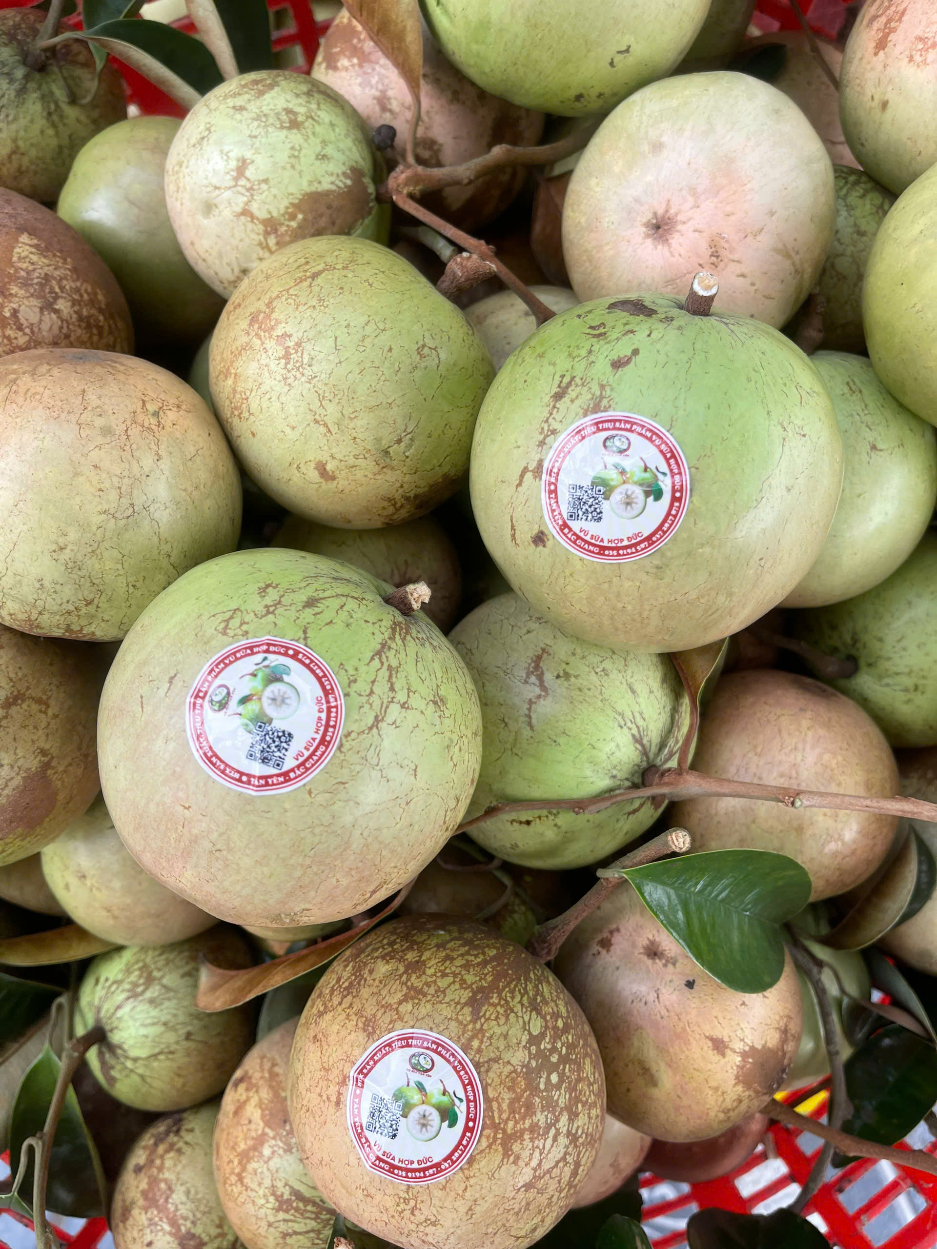 Sản phẩm quả vú sữa - Hợp Tác Xã Sản Xuất Tiêu Thụ Sản Phẩm Vú Sữa Hợp Đức