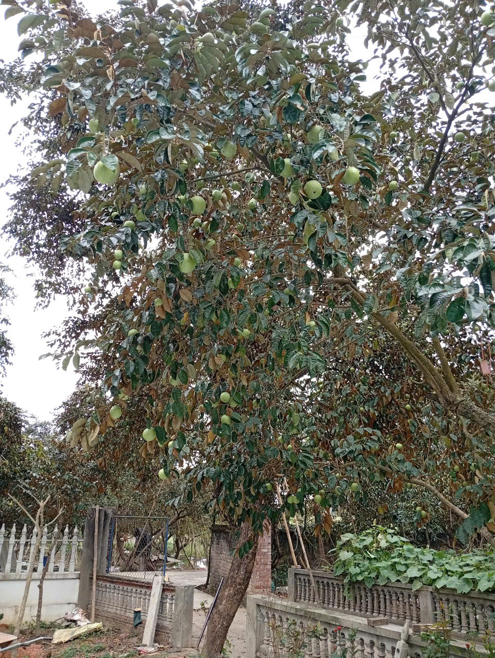 Vườn trồng - Hợp Tác Xã Sản Xuất Tiêu Thụ Sản Phẩm Vú Sữa Hợp Đức