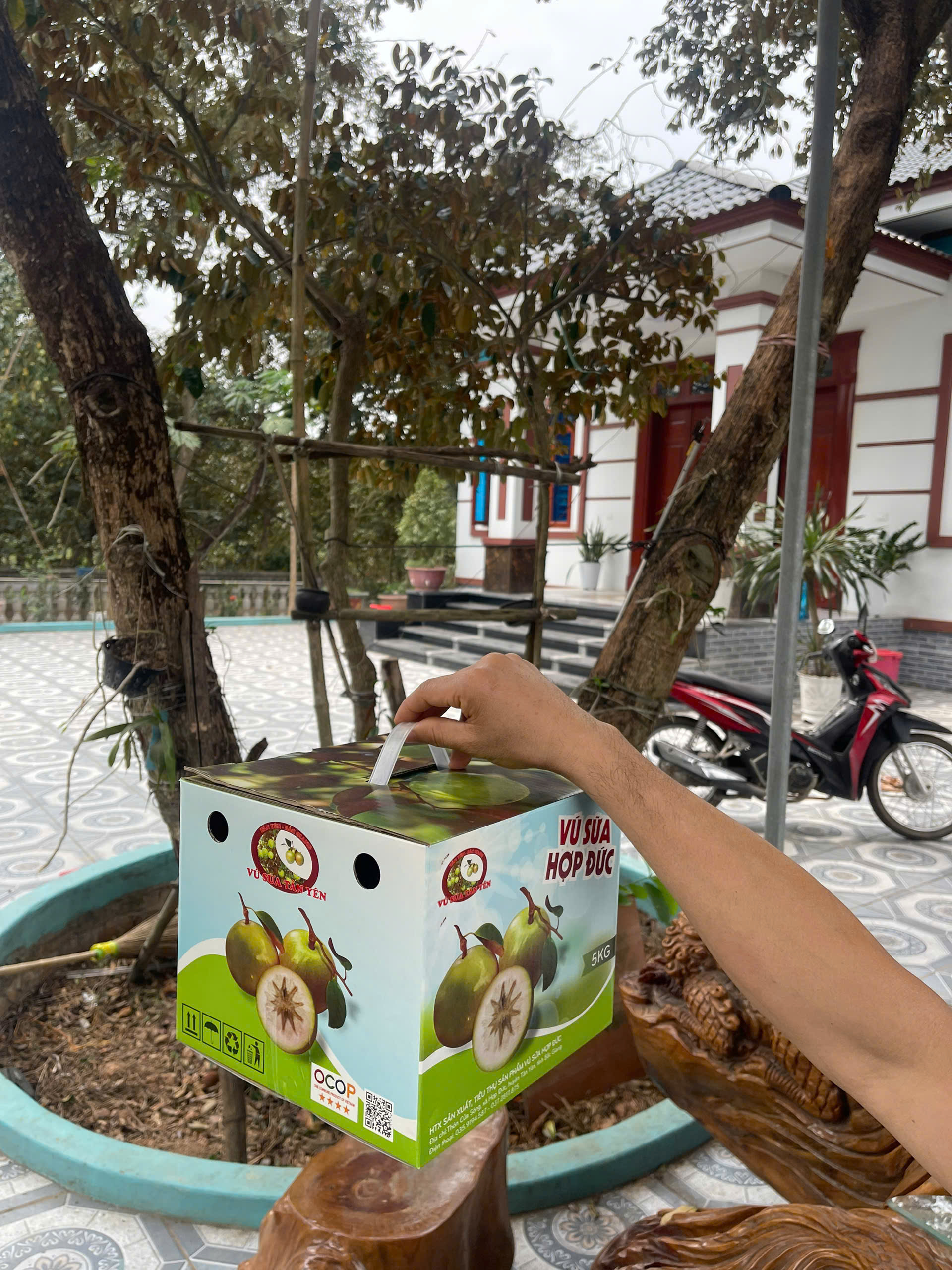 Sản phẩm quả vú sữa - Hợp Tác Xã Sản Xuất Tiêu Thụ Sản Phẩm Vú Sữa Hợp Đức