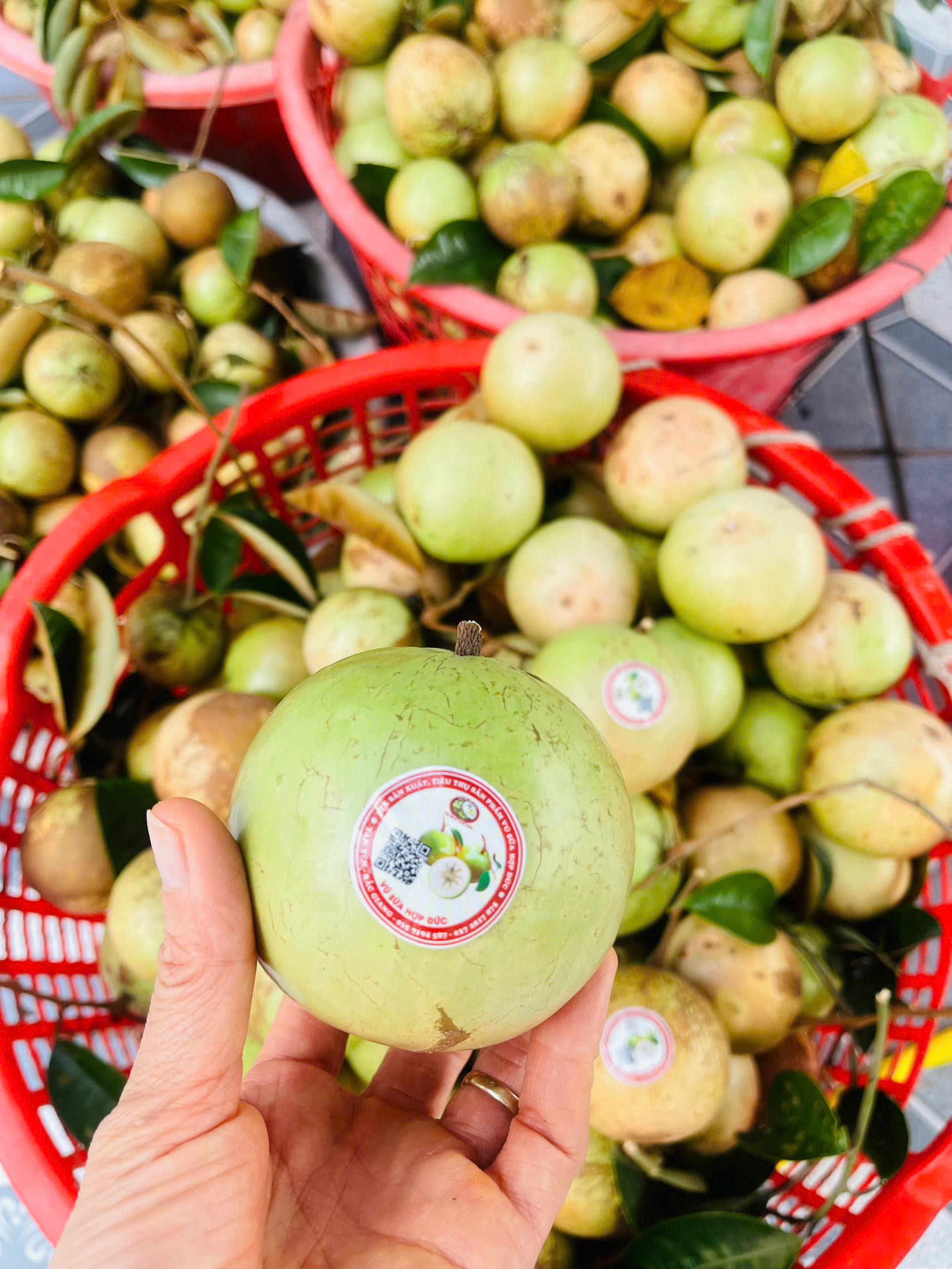 Sản phẩm quả vú sữa - Hợp Tác Xã Sản Xuất Tiêu Thụ Sản Phẩm Vú Sữa Hợp Đức