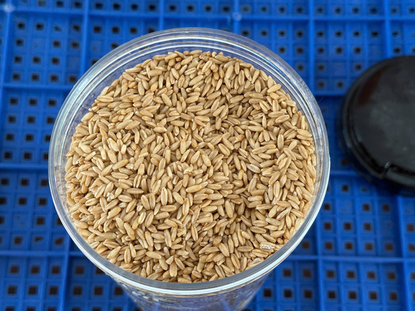 Yến mạch nguyên hạt