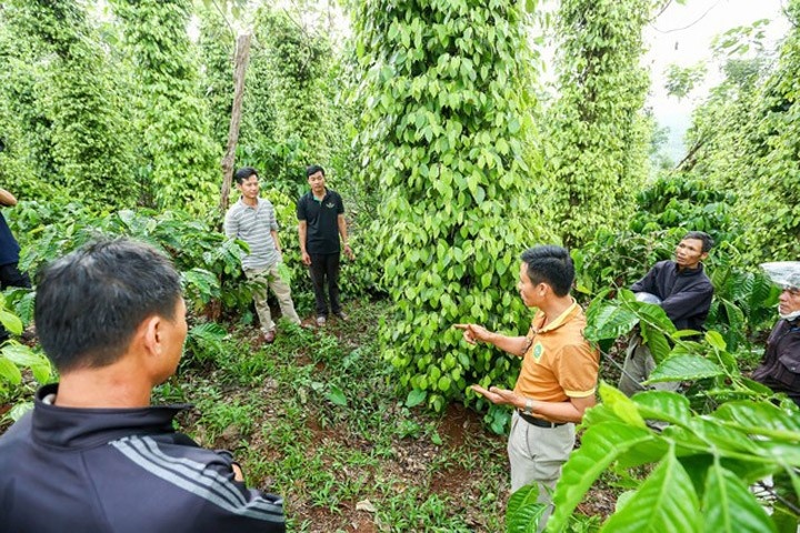 Trồng & chăm sóc