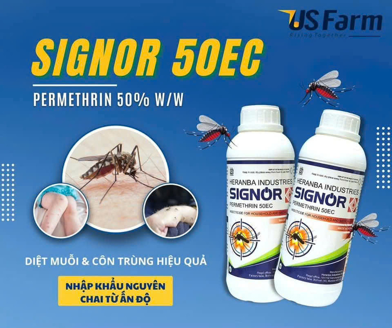 Signor 50EC