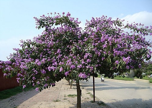 Cây bằng lăng