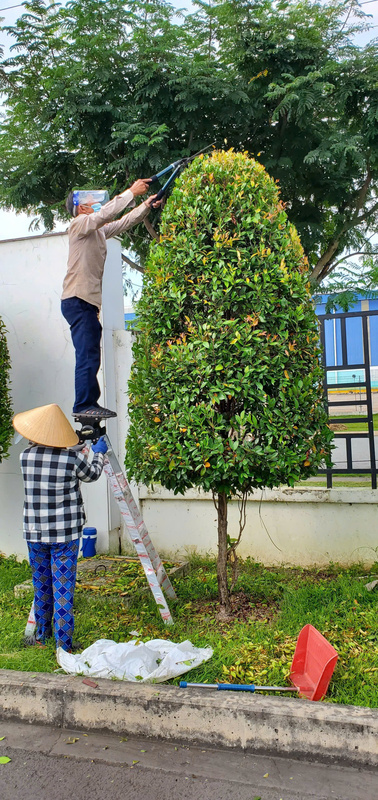 Cắt tỉa cây hồng lộc