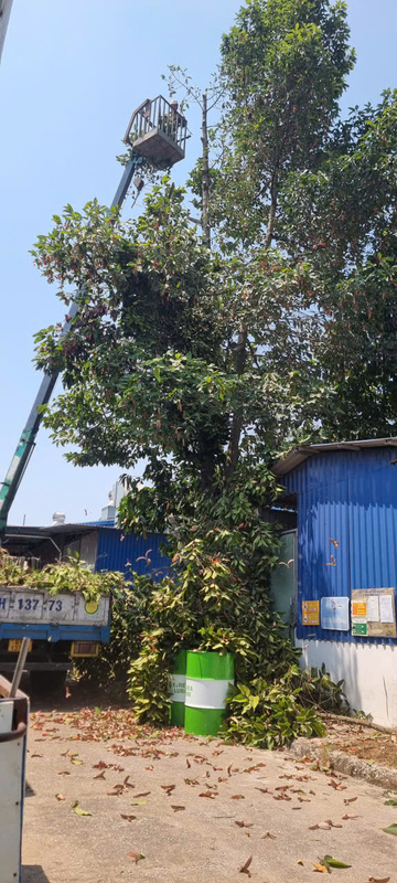 Cắt tỉa cây dầu