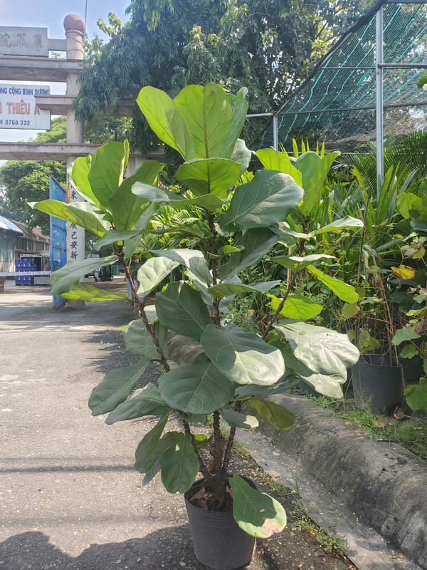 Cây bàng Singapore