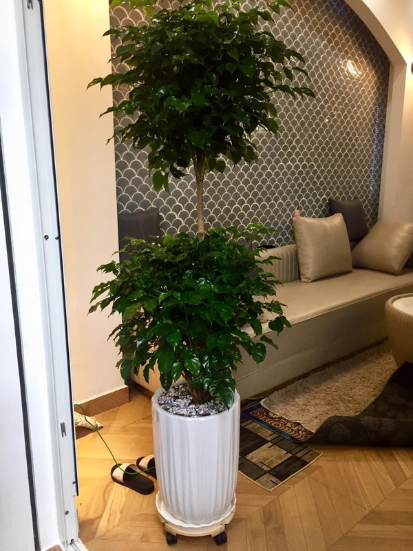 Cây hạnh phúc 2 tầng