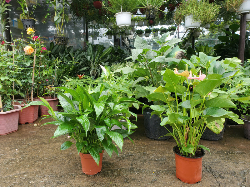 Cây hồng môn để bàn