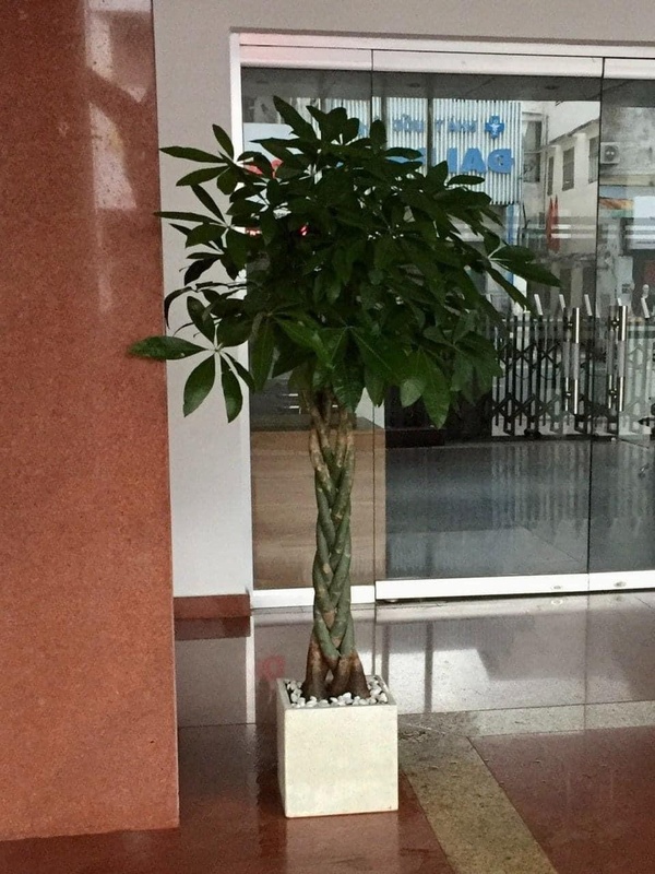 Cây kim ngân